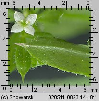 Galium aparine (przytulia czepna)