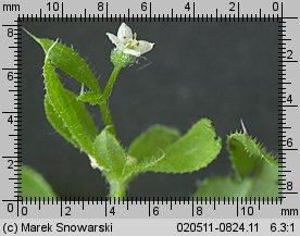 Galium aparine (przytulia czepna)