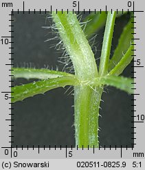 Galium aparine (przytulia czepna)