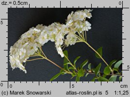 Spiraea chamaedryfolia (tawuła ożankolistna)