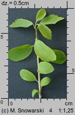 Spiraea chamaedryfolia (tawuła ożankolistna)