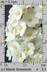 Spiraea chamaedryfolia (tawuła ożankolistna)