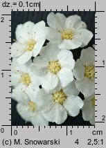 Spiraea chamaedryfolia (tawuła ożankolistna)