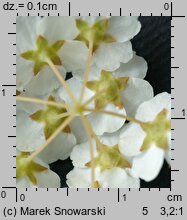 Spiraea chamaedryfolia (tawuła ożankolistna)