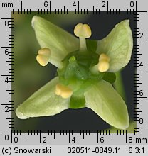 Euonymus europaea (trzmielina zwyczajna)