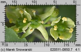 Euonymus europaea (trzmielina zwyczajna)