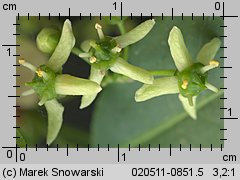 Euonymus europaea (trzmielina zwyczajna)