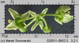 Euonymus europaea (trzmielina zwyczajna)