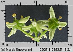 Euonymus europaea (trzmielina zwyczajna)