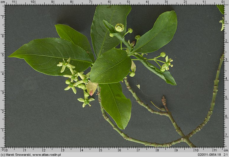 Euonymus europaea (trzmielina zwyczajna)