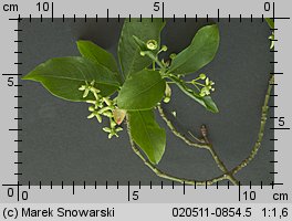 Euonymus europaea (trzmielina zwyczajna)