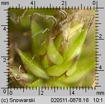 Carex vulpina (turzyca lisia)