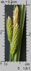 Carex pallescens (turzyca blada)