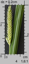 Carex pallescens (turzyca blada)