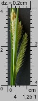 Carex pallescens (turzyca blada)