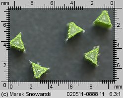 Carex pallescens (turzyca blada)