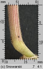 Holcus lanatus (kłosówka wełnista)
