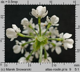 Anthriscus sylvestris (trybula leśna)
