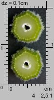Anthriscus sylvestris (trybula leśna)