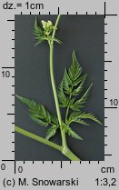 Anthriscus sylvestris (trybula leśna)