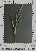 Carex nigra (turzyca pospolita)