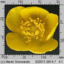 Ranunculus acris (jaskier ostry)