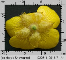 Ranunculus acris (jaskier ostry)