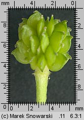 Ranunculus acris (jaskier ostry)