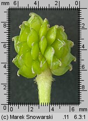 Ranunculus acris s.str. (jaskier ostry)
