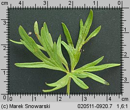 Ranunculus acris (jaskier ostry)