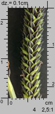 Carex nigra (turzyca pospolita)