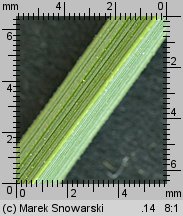 Carex nigra (turzyca pospolita)