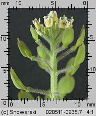 Lepidium campestre (pieprzyca polna)