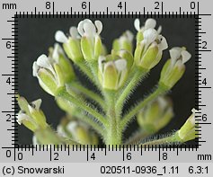 Lepidium campestre (pieprzyca polna)