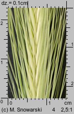 Hordeum murinum (jęczmień płonny)