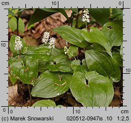 Maianthemum bifolium (konwalijka dwulistna)