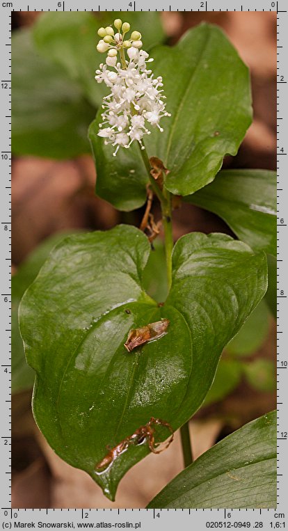 Maianthemum bifolium (konwalijka dwulistna)