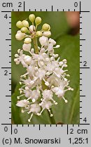 Maianthemum bifolium (konwalijka dwulistna)