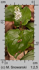 Maianthemum bifolium (konwalijka dwulistna)