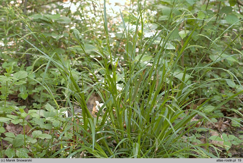 Carex sylvatica (turzyca leśna)