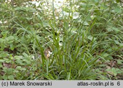 Carex sylvatica (turzyca leśna)