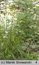 Carex sylvatica (turzyca leśna)