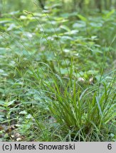 Carex sylvatica (turzyca leśna)