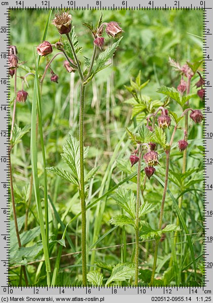 Geum rivale (kuklik zwisły)