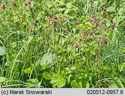 Geum rivale (kuklik zwisły)