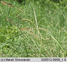 Carex acutiformis (turzyca błotna)