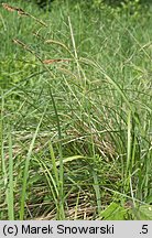 Carex acutiformis (turzyca błotna)