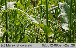 Rumex acetosa (szczaw zwyczajny)