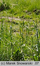 Rumex acetosa (szczaw zwyczajny)