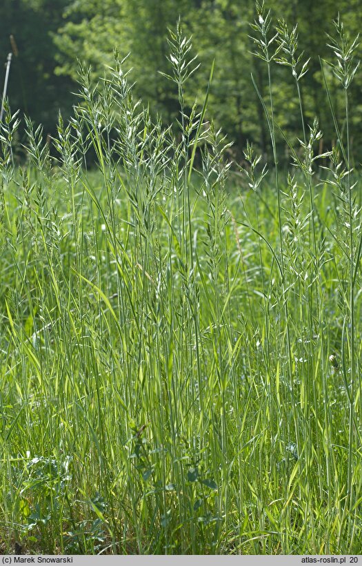 Bromus hordeaceus ssp. hordeaceus (stokłosa miękka typowa)